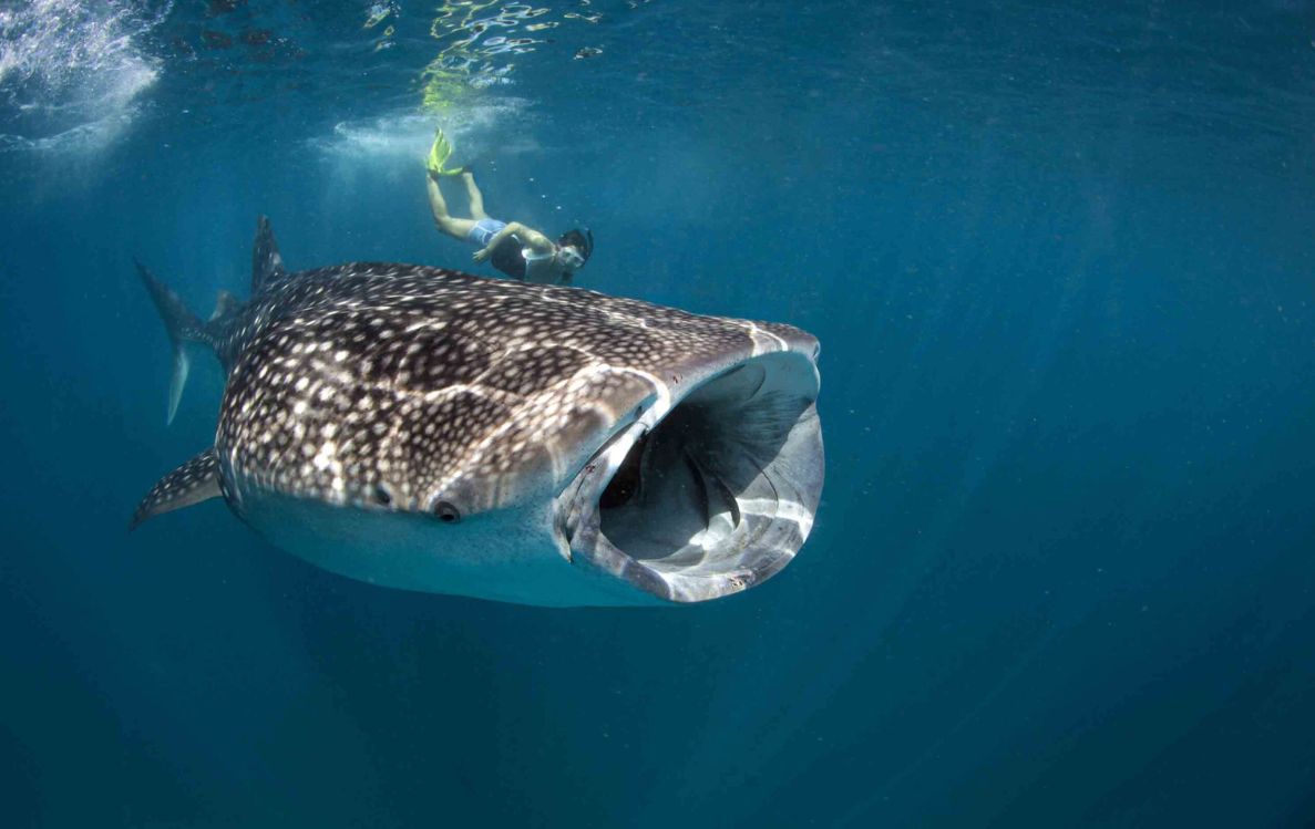 Whale Shark Talk & Snorkeling 