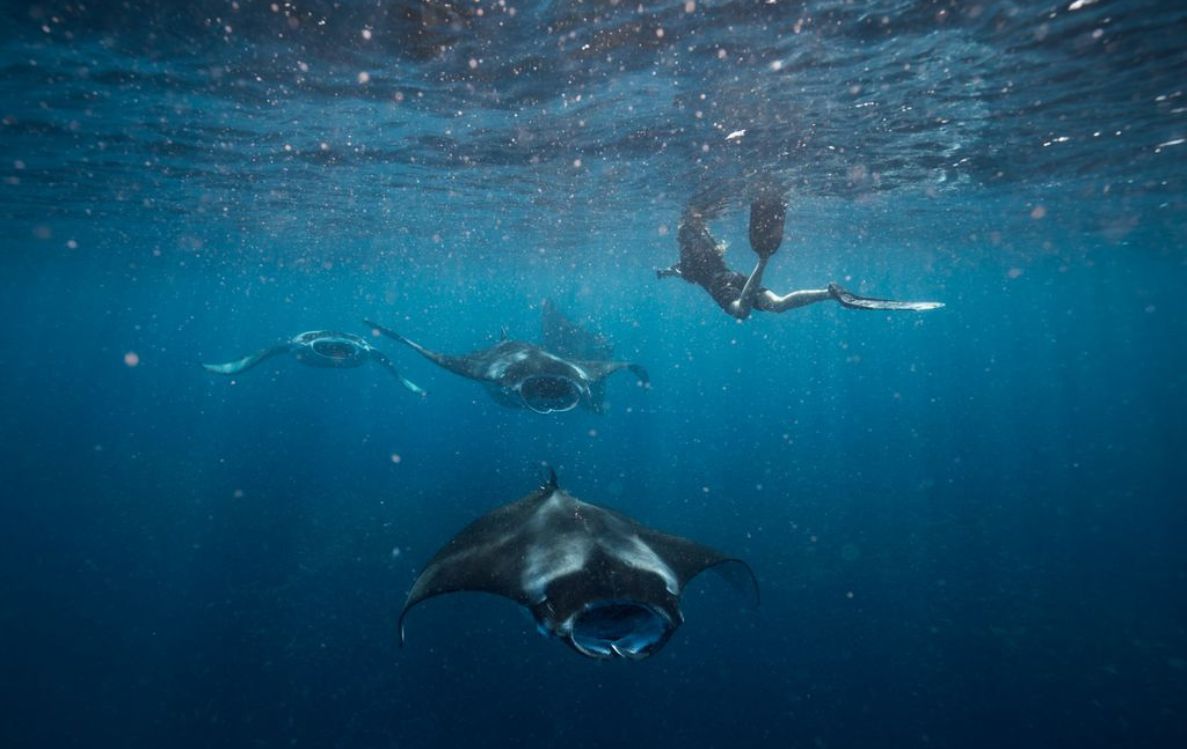 Manta Talk & Snorkeling