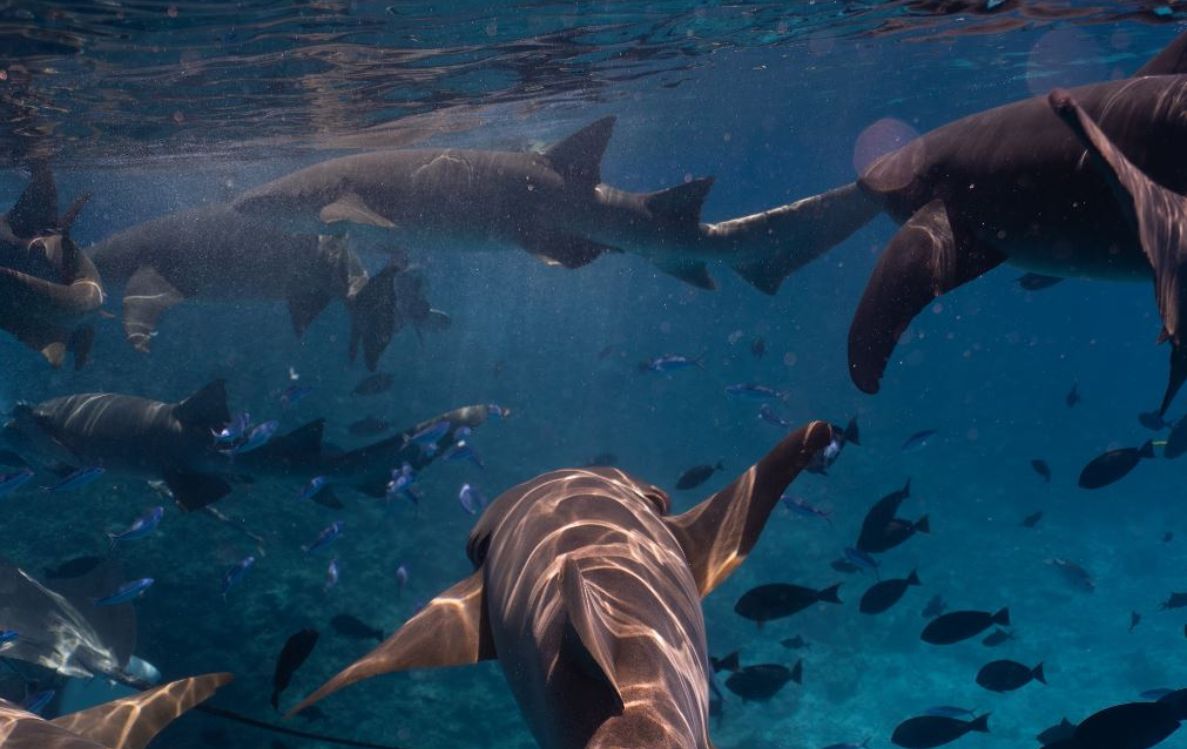 Swimming with Nurse Sharks